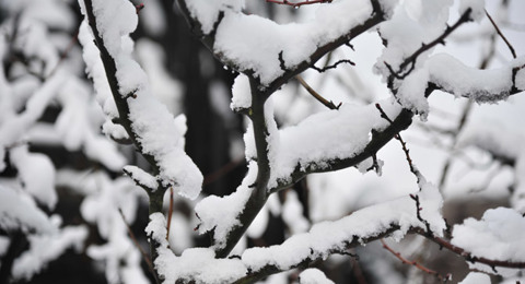 瑞雪迎开学，银色满校园